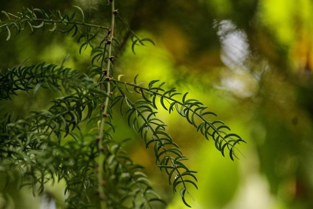 Ayurvedic Clinic Software: Free Download Available Now! 11 1763515926470020lACr17e1