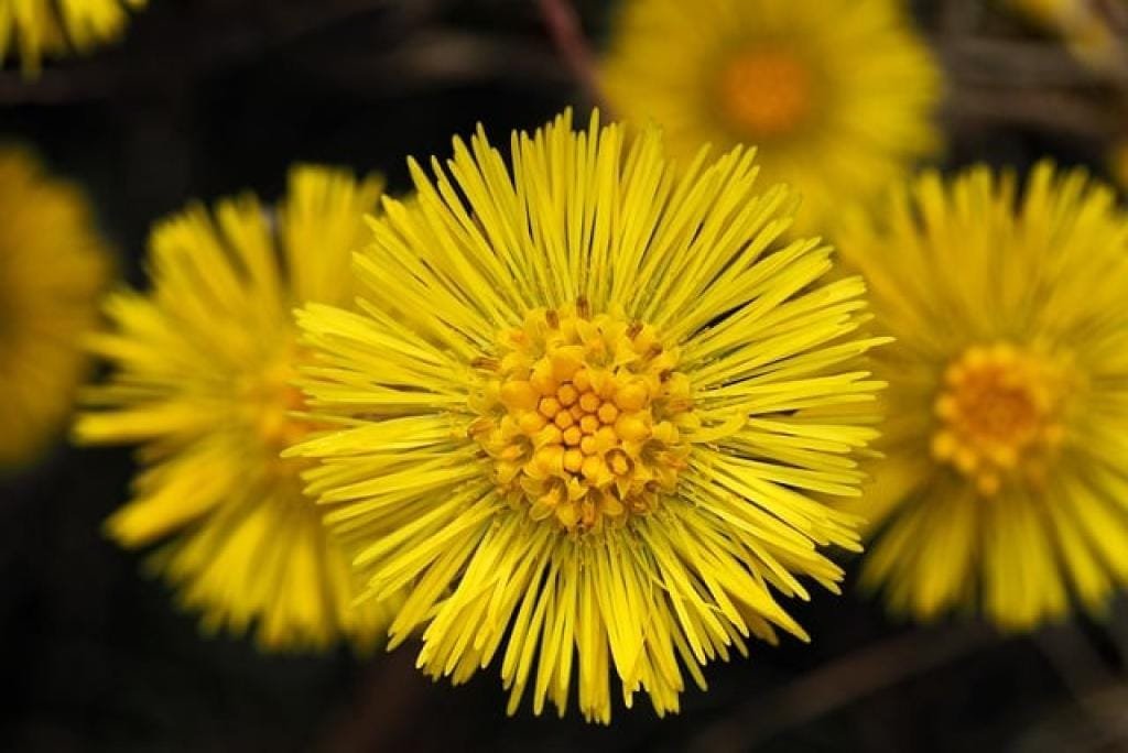 Bai He Gu Jin Tang: Unveiling the Benefits of This Traditional Chinese Herbal Remedy 11