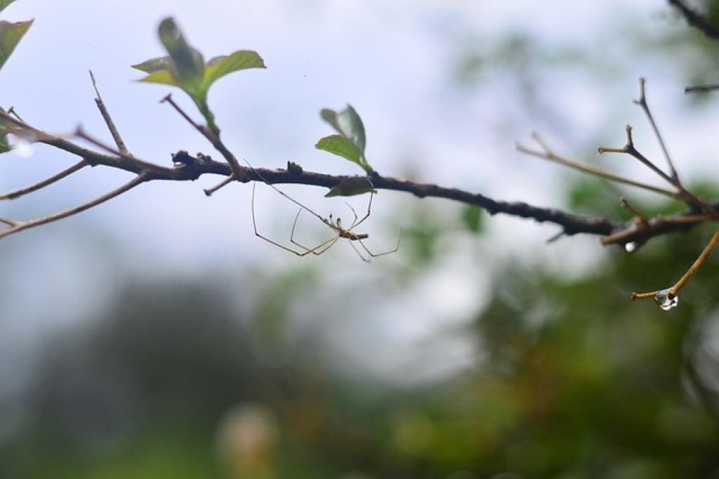 Ban Xia Xie Xin Tang: A Guide to This Traditional Chinese Herbal Formula 3 17641182664741RVYGOrUc47