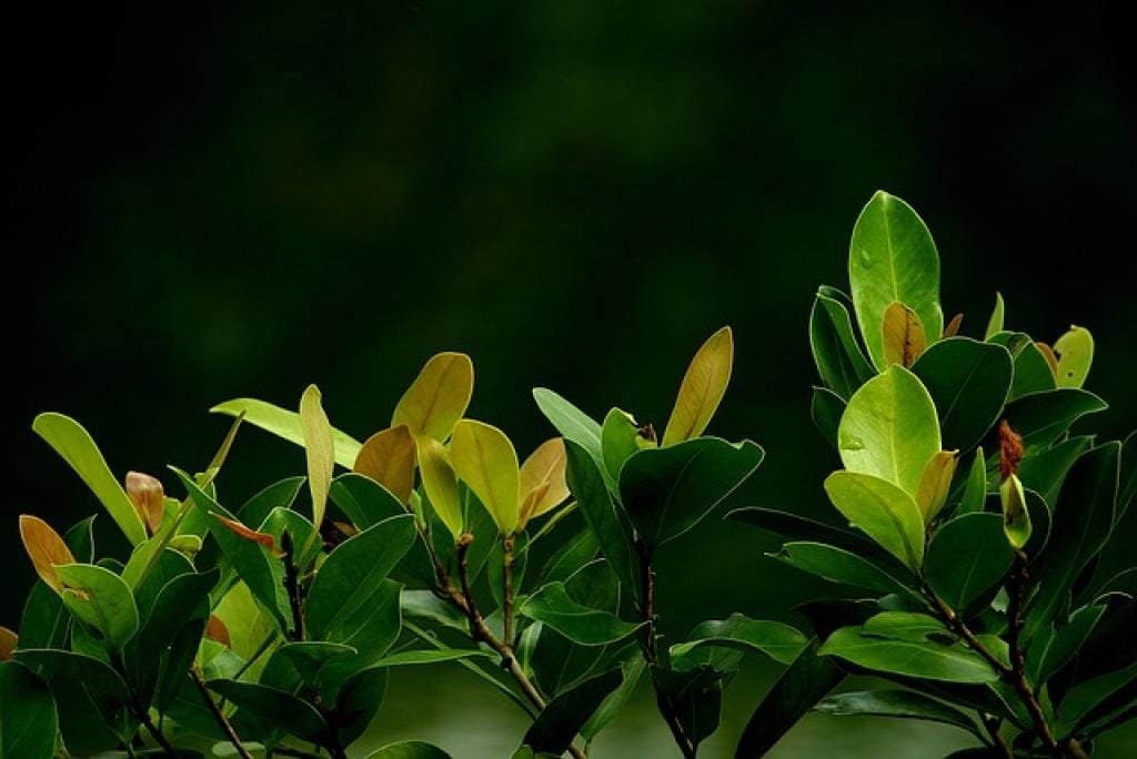 Effective Relief with Bei Mu Gua Lou San: A Comprehensive Guide 15 17642024454746X1WvvAndMb