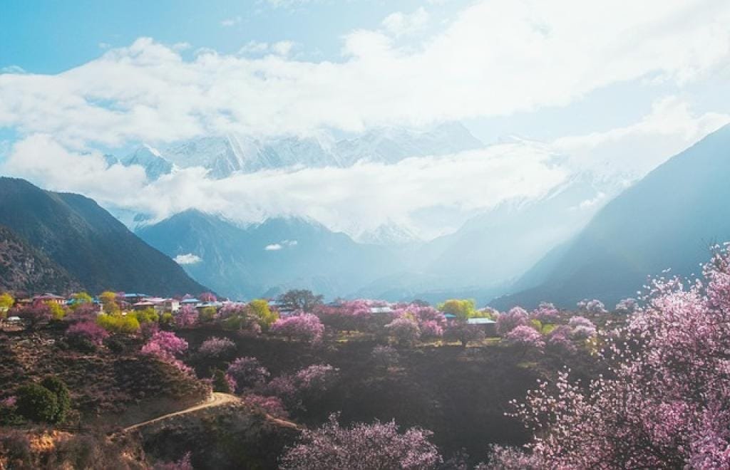 Chai Hu Zhi Jie Tang: A Comprehensive Guide to Understanding the Benefits and Uses 5