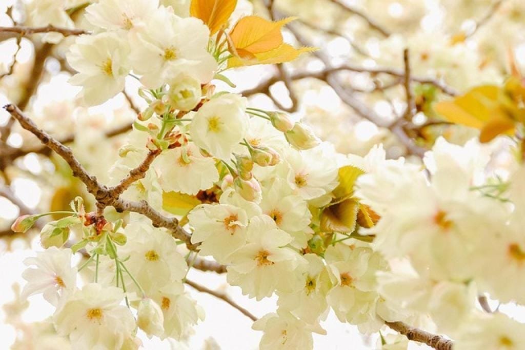 Ejiao Ji Zi Huang Tang: The Ultimate Guide to Traditional Chinese Medicine 1 17656779634853rstQ3qbOTB