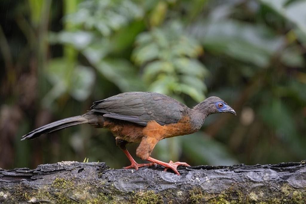 Gong Guan San: Unveiling the Secrets of a Hidden Gem 17 17662759234892AEY0JczdXJ