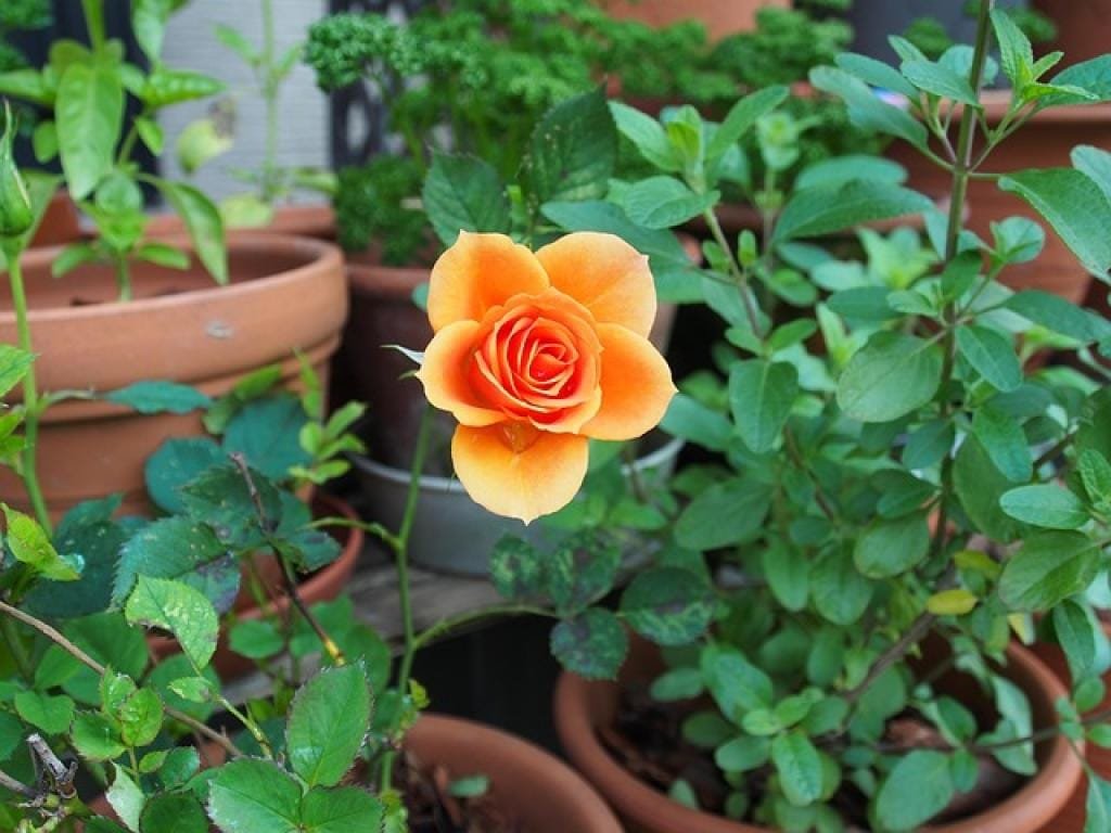 17670535854946XYvt4quPZV