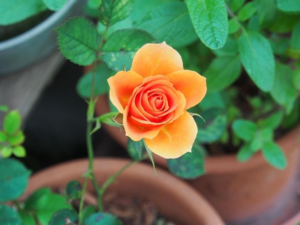 17670537024946fwbka4bNEV inpost image