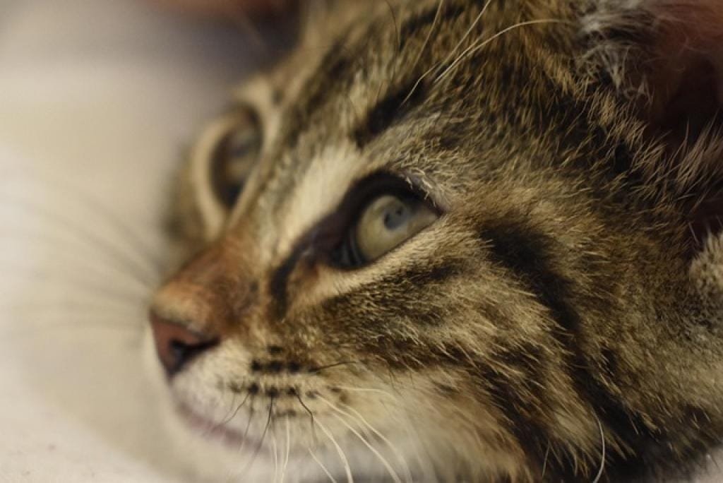 17685247265053kz7sHfI1DK inpost image