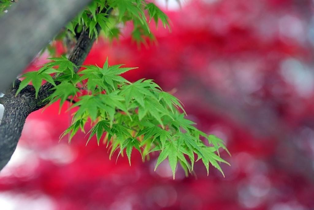 176886786550767PDlolK4kC