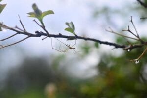 177206478453211oA5ojlMLV