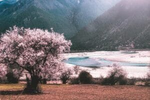 Dispensary Tree Blog 36 177336558954464YBH9pFoaI